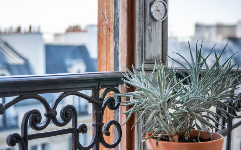 Agapanti in vaso: l’errore fatale di fine febbraio che rovina tutta la fioritura estiva