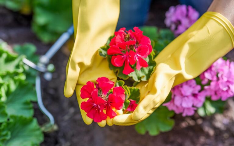 Basta i gerani, questa fioritura da piantare assolutamente prima della fine di febbraio è il trend del giardinaggio del 2025