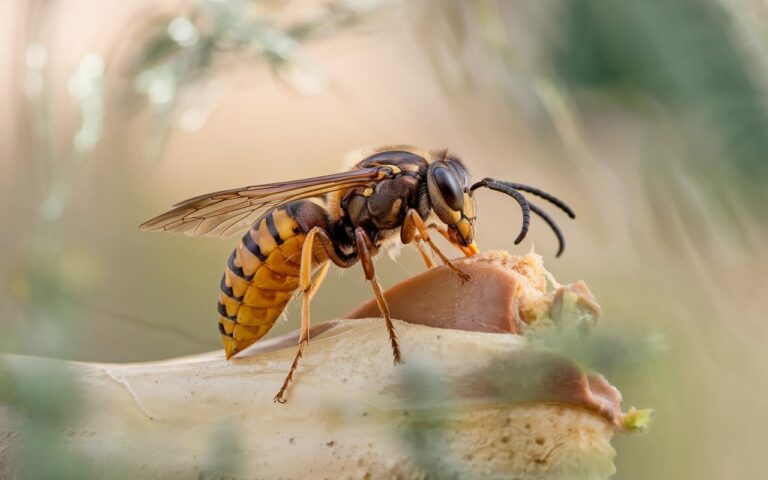 Calabroni asiatici: questa pianta carnivora (facile da coltivare) è il loro peggior incubo