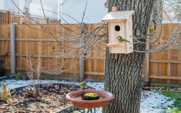 Case per uccelli: perché dovresti installarle prima di marzo altrimenti sarà troppo tardi per il tuo giardino