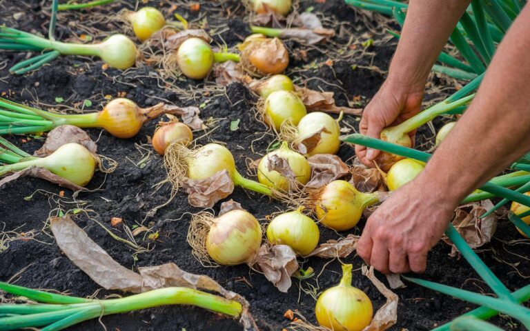 Cipolle: il segreto dei giardinieri per un raccolto abbondante e gustoso tutto l’anno