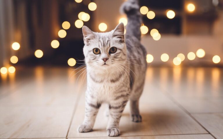 Come sceglie il gatto la sua persona preferita nella famiglia?