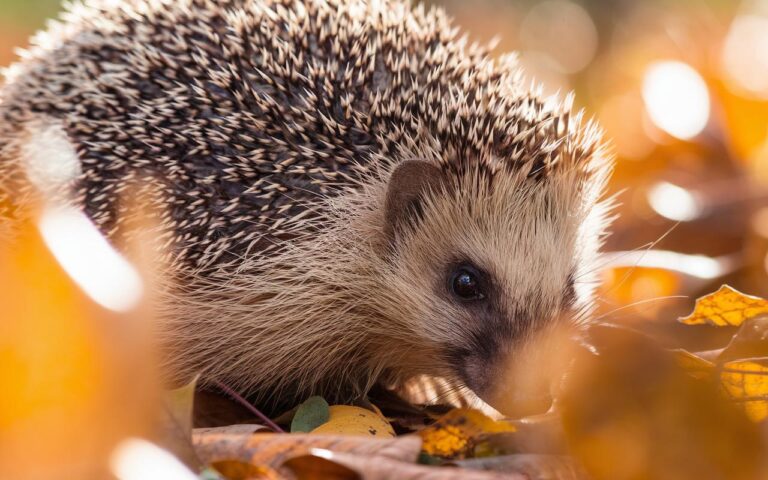 Dove si nasconde il riccio in inverno per ibernare?