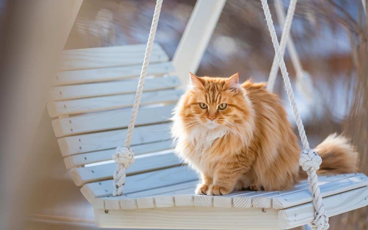 È proprio in questo momento che bisogna smettere di nutrire gli uccelli, avvertono gli appassionati