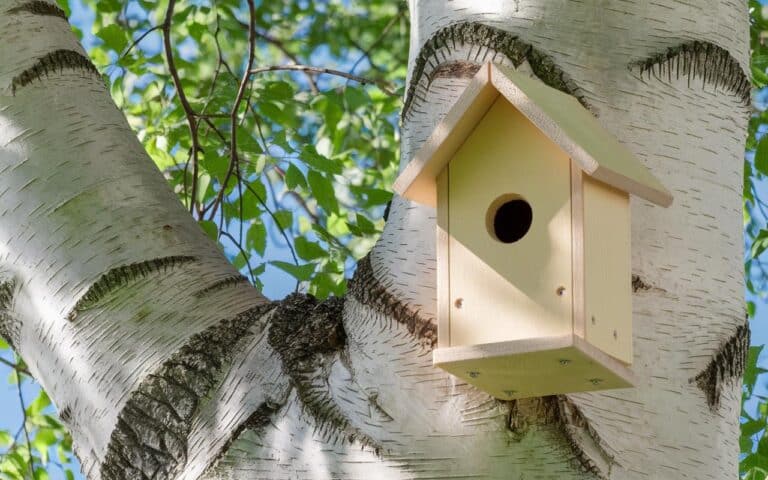 Ho installato una casetta per uccelli in giardino, ma nessun uccello viene ad abitarci: cosa sta succedendo?