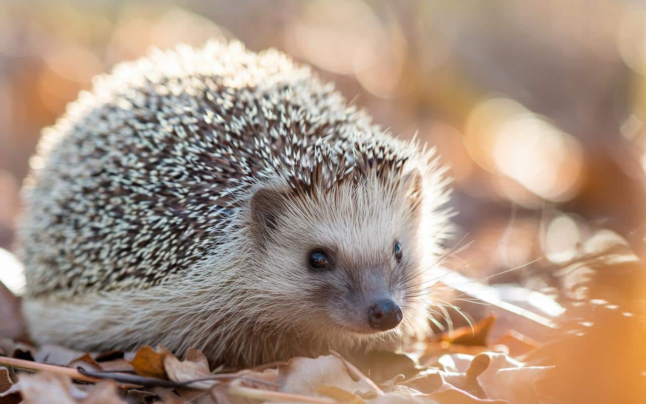 I ricci possono soffrire di freddo e gelo? Come possiamo aiutarli?