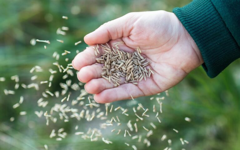 « Il mio prato non ingiallisce mai più d’estate »: tutto dipende da questo gesto da fare prima della primavera