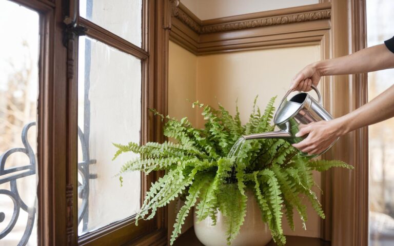 Le mie piante morivano tutte: da quando ho corretto questo riflesso, vivono più di 8 anni