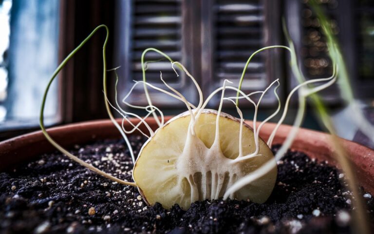 Mia nonna lo faceva a fine febbraio e la sua orchidea fioriva poche settimane dopo!