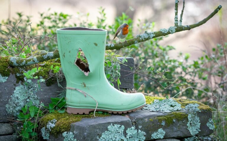 Non buttate via i vostri vecchi stivali di gomma: sono un rifugio ideale per il pettirosso