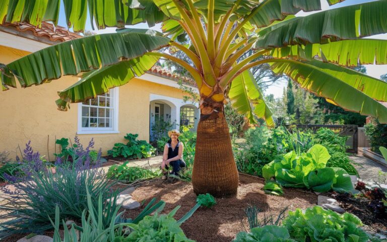 Perché i nostri antenati piantavano un banano nel mezzo del loro orto?