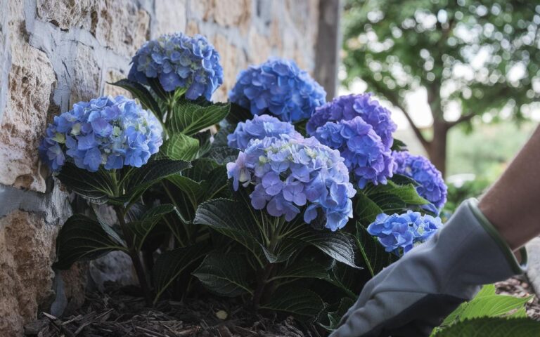 Piantare un ortensia: questa precisa posizione in giardino garantisce una fioritura abbondante, con o senza sole