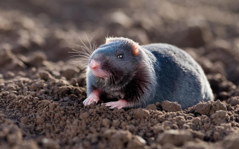 Quanto vive una talpa? Qual è la sua aspettativa di vita?