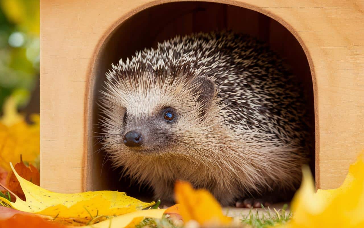 Questo gesto vitale che i ricci si aspettano da voi a gennaio per sopravvivere in giardino