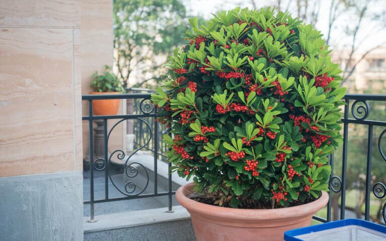 Questo piccolo frutteto esotico conquista sempre più i giardinieri francesi