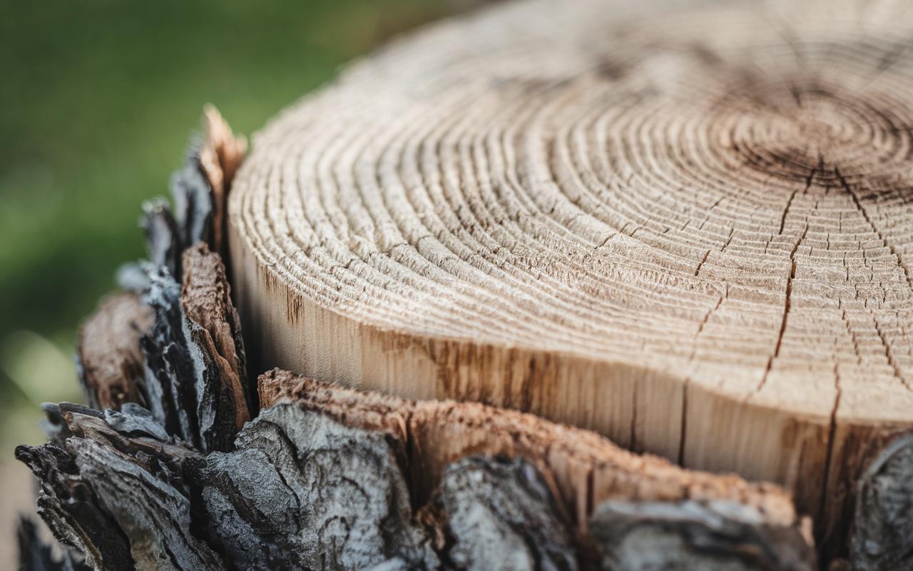 Questo trucco del nonno rimuove un ceppo ostinato senza sforzo (e senza prodotti chimici)