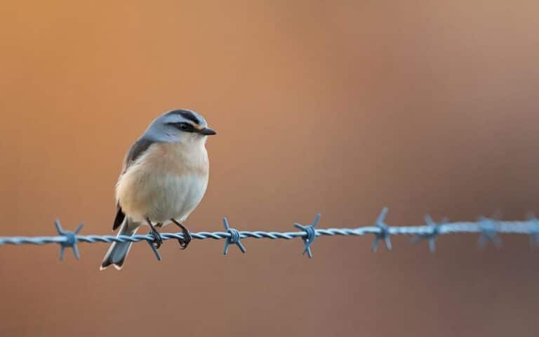 Questo uccello dal canto melodioso infilza le sue prede sui fili spinati: benvenuti nel mondo dell’averla