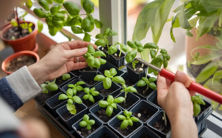 Semina in piena terra o in vasetto: come scegliere?