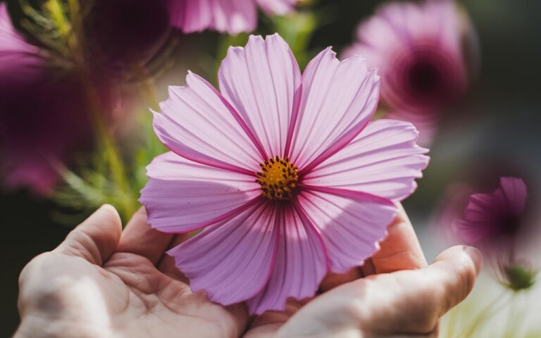 Seminare questi fiori ora attirerà molti uccelli nel vostro giardino
