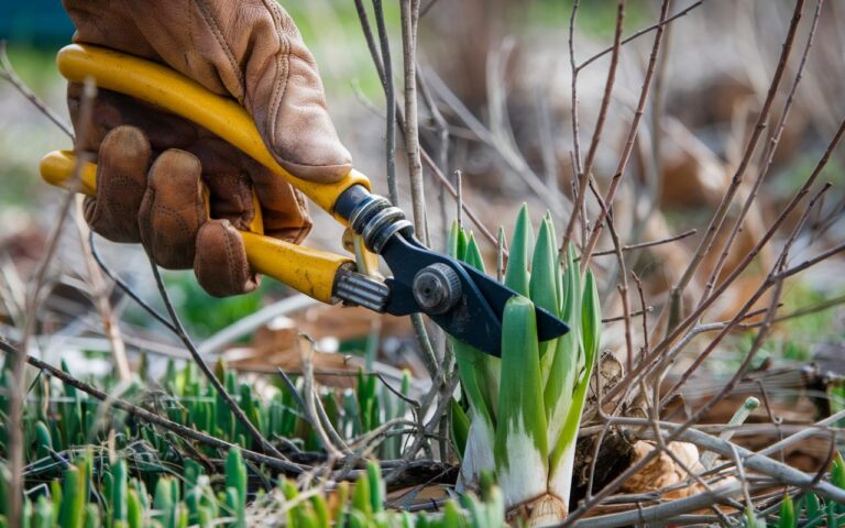 Tagliare i gambi secchi delle piante perenni prima della primavera: indispensabile o errore classico?