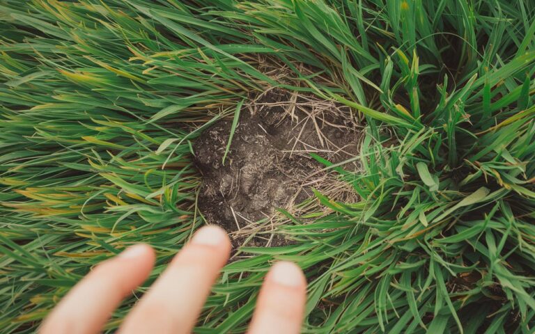 Manutenzione del prato in primavera: 5 errori comuni che rovinano il tuo tappeto erboso (e come evitarli)