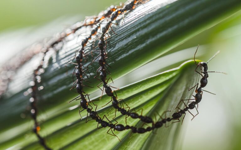 Repellente naturale contro le formiche in giardino: l’aceto bianco ai piedi delle aiuole, istruzioni per l’uso